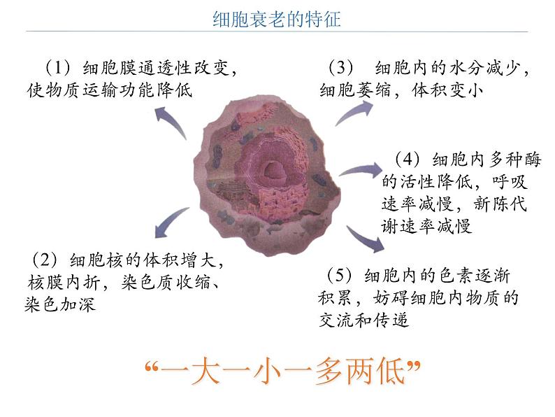 第三节 细胞的衰老和死亡课件PPT第6页