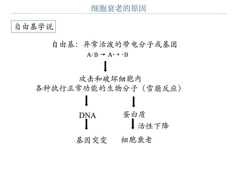 第三节 细胞的衰老和死亡课件PPT第8页