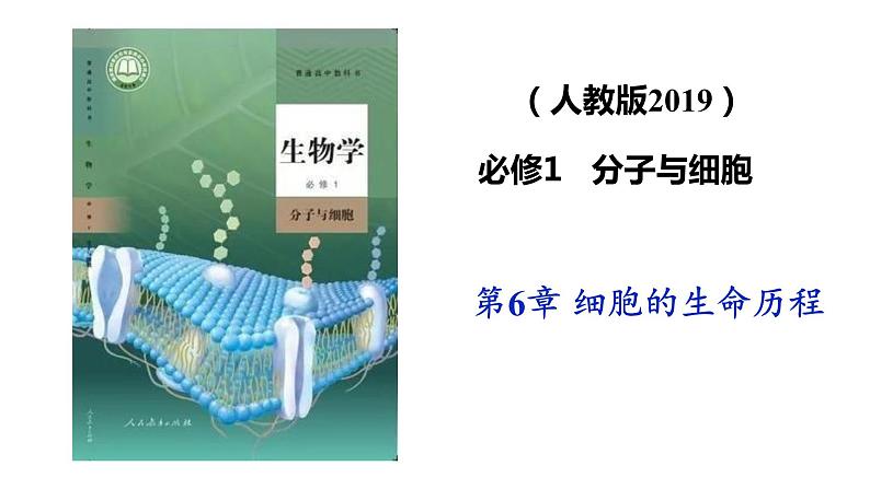 人教版高中生物必修1：6.2 细胞的分化 课件01