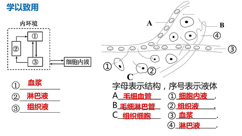 1.1细胞生活的环境(2课时）课件PPT06