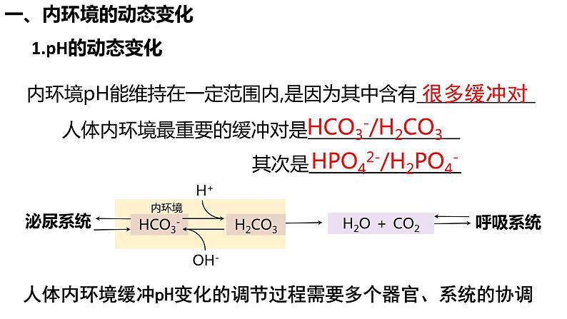1.2 内环境的稳态课件PPT08