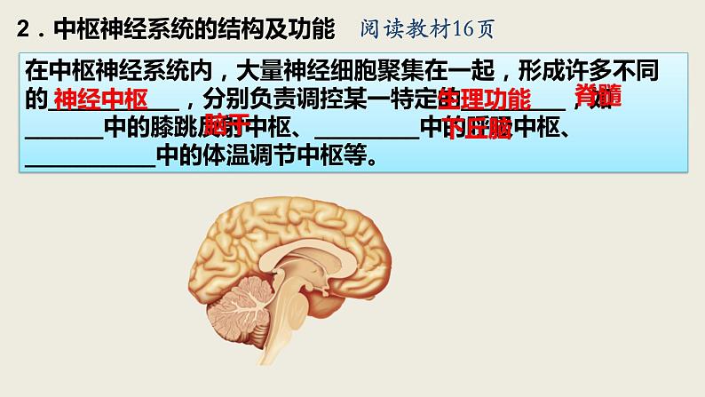 2.1 神经调节的结构基础（2课时）课件PPT第3页