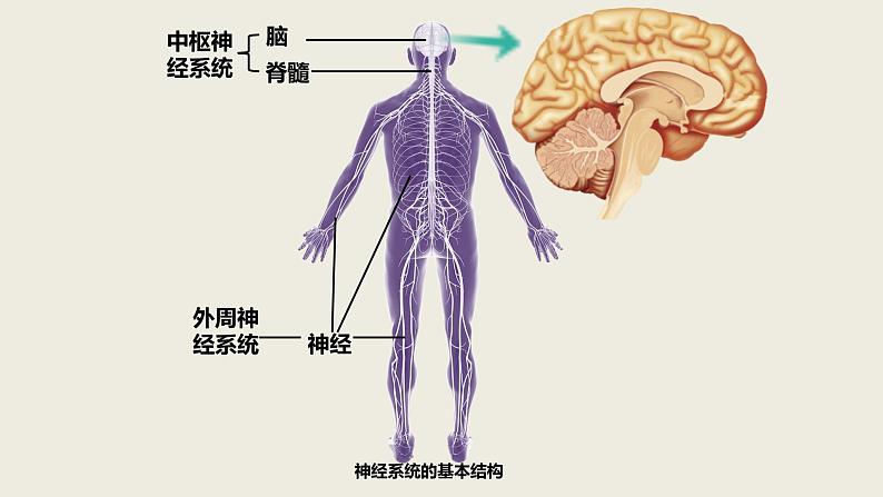 2.1 神经调节的结构基础（2课时）课件PPT第4页