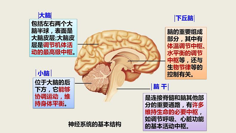 2.1 神经调节的结构基础（2课时）课件PPT第7页