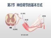2.2 神经调节的基本方式课件PPT