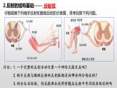 2.2 神经调节的基本方式课件PPT