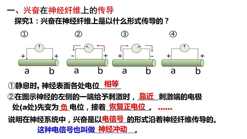 2.3神经冲动的产生和传导(3课时）课件PPT03