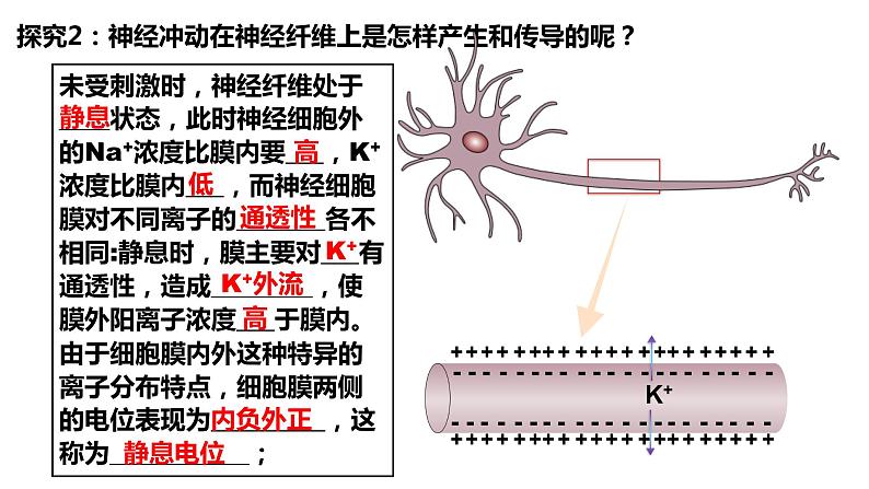 2.3神经冲动的产生和传导(3课时）课件PPT04