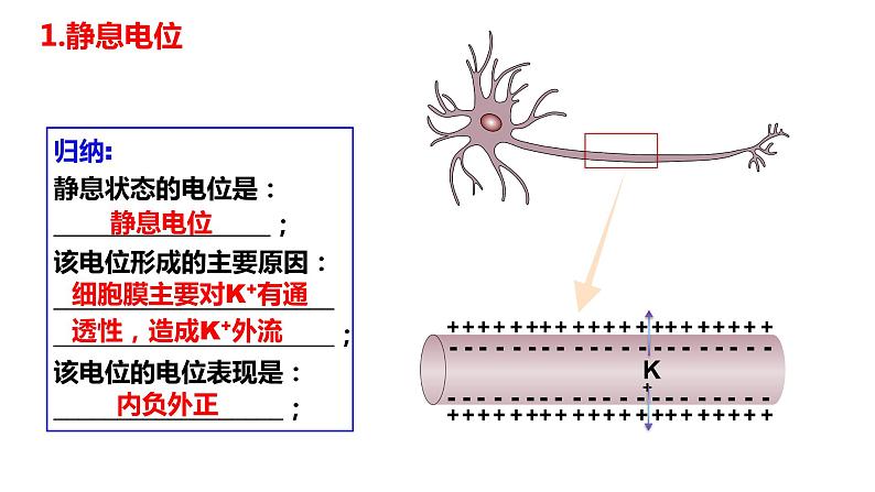 2.3神经冲动的产生和传导(3课时）课件PPT05