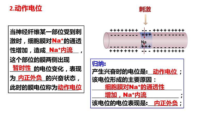 2.3神经冲动的产生和传导(3课时）课件PPT06