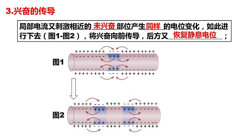 2.3神经冲动的产生和传导(3课时）课件PPT08