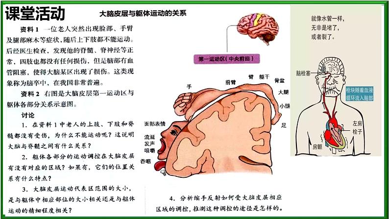 2.4 神经系统的分级调节课件PPT04