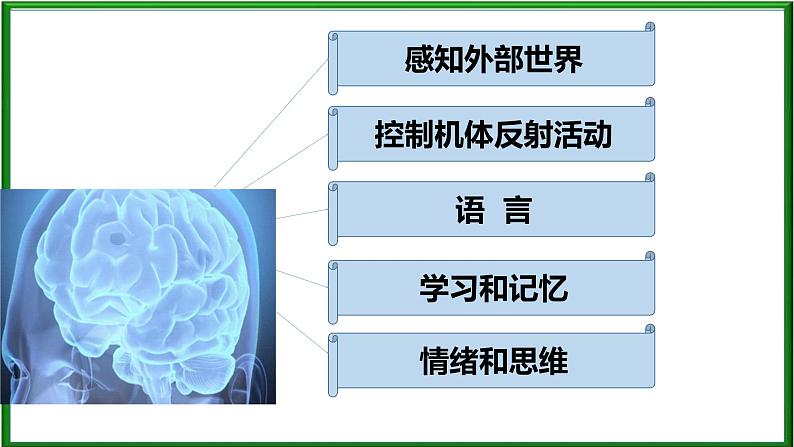 2.5 人脑的高级功能课件PPT03