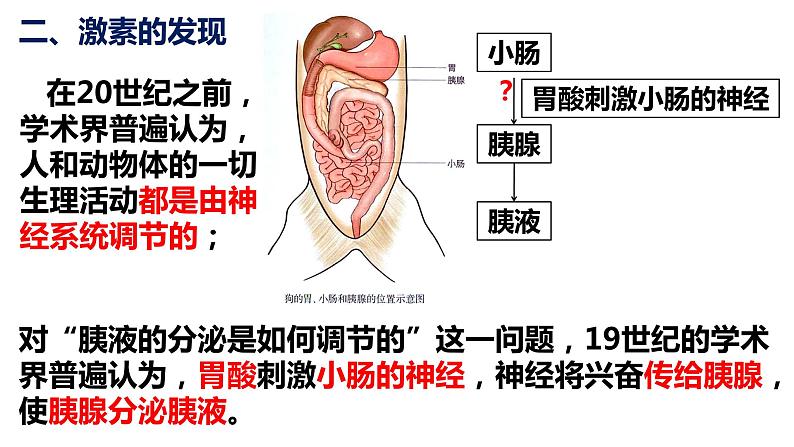 3.1 激素与内分泌系统（2课时）课件PPT第7页