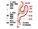 3.3体液调节与神经调节的关系(第2课时)课件PPT