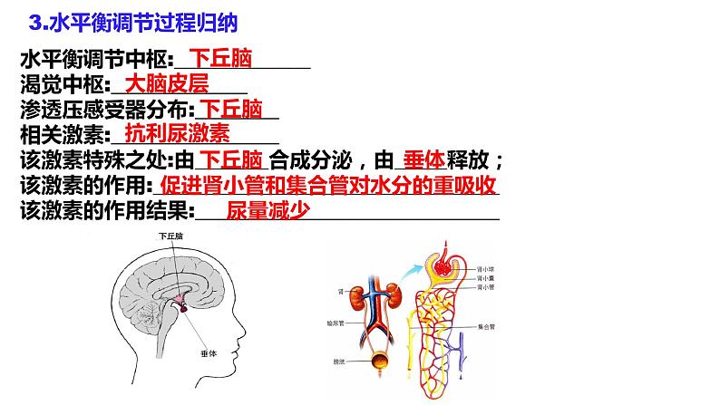 3.3体液调节与神经调节的关系(第2课时)课件PPT06