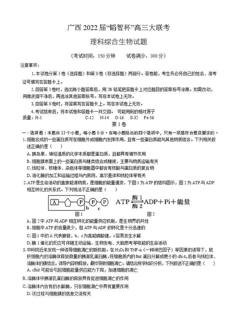 广西“韬智杯”2022届高三上学期9月大联考理综生物试题 含答案01