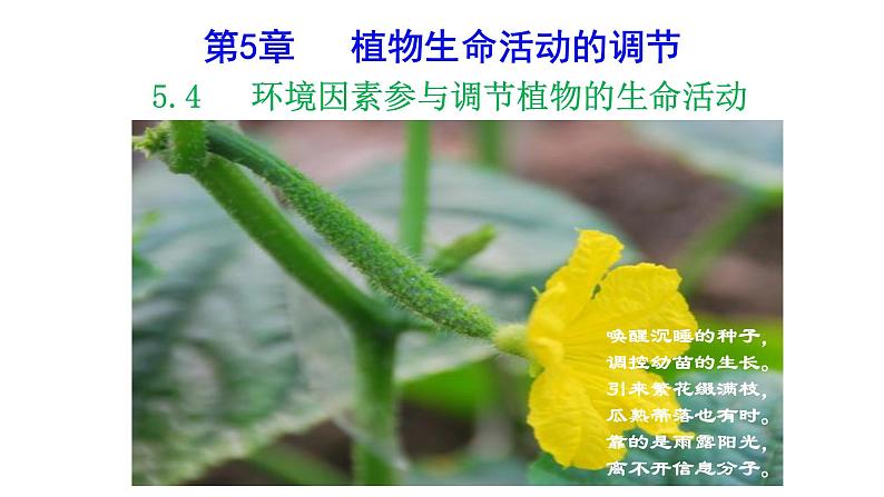 5.4环境因素参与调节植物的生命活动课件PPT01