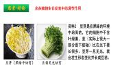 5.4环境因素参与调节植物的生命活动课件PPT