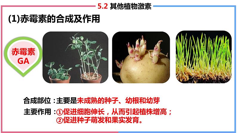 5.2 其他植物激素课件PPT03