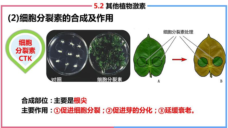 5.2 其他植物激素课件PPT04