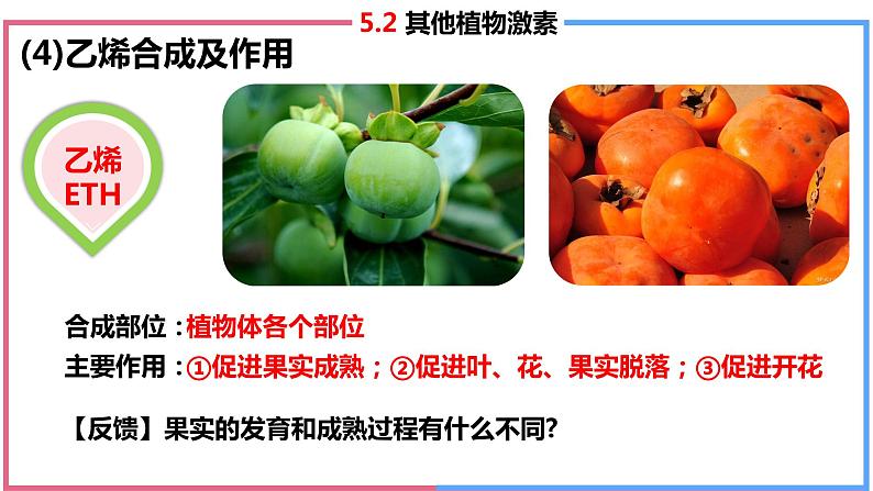 5.2 其他植物激素课件PPT06