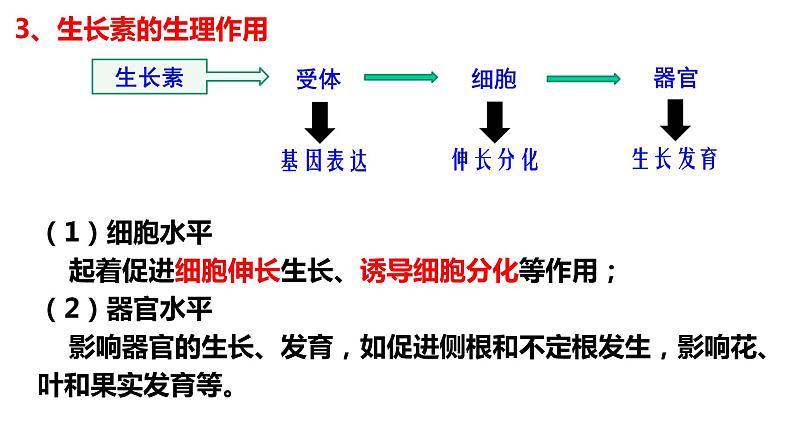 5.1 植物生长素（第二课时）课件PPT04