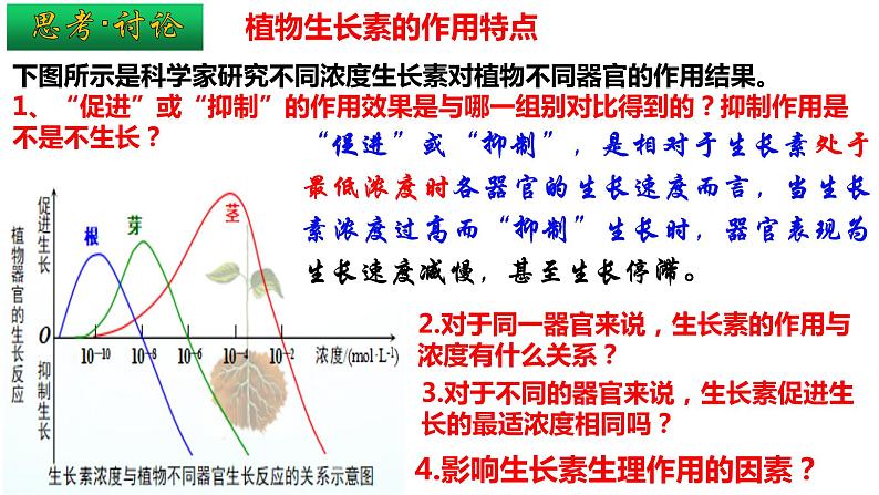 5.1 植物生长素（第二课时）课件PPT06