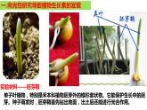 5.1 植物生长素（第一课时）课件PPT
