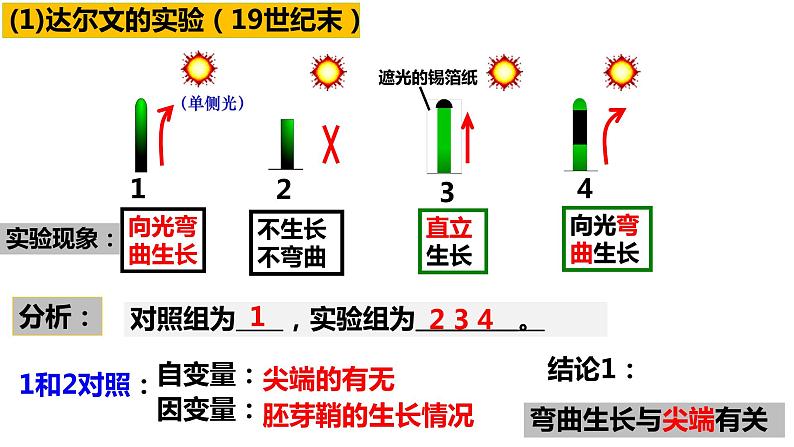 5.1 植物生长素（第一课时）课件PPT06