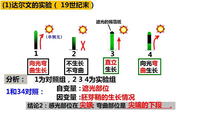 5.1 植物生长素（第一课时）课件PPT07