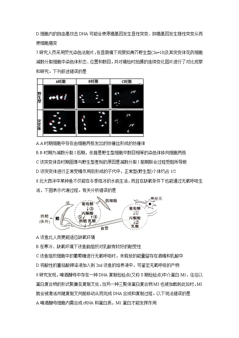 山东省潍坊安丘市等三县2022届高三上学期10月过程性测试 生物 含答案第3页