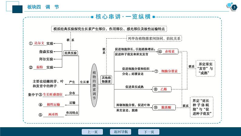 专题11 植物的激素调节-2021年高考生物二轮模块复习课件（共84张PPT）04