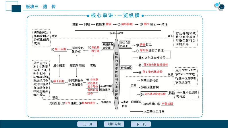 专题07 遗传的基本规律和人类遗传病-2021年高考生物二轮模块复习课件（共158张PPT）第4页