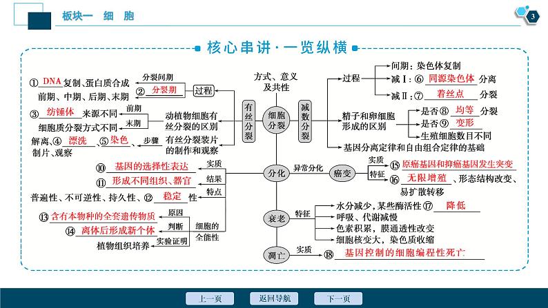 专题03 细胞的生命历程-2021年高考生物二轮模块复习课件（共93张PPT）第4页