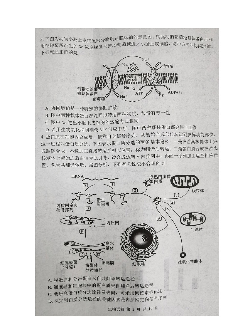 湖北省腾云联盟2022届高三上学期10月联考生物试题 扫描版含答案第2页