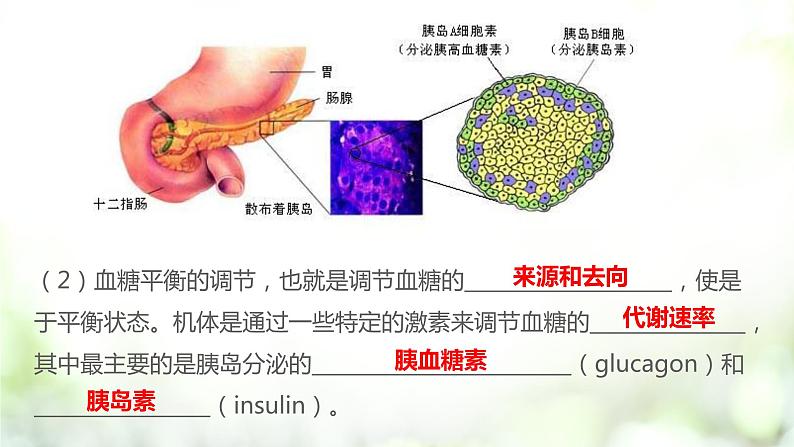 3.2 激素调节的过程课件PPT06