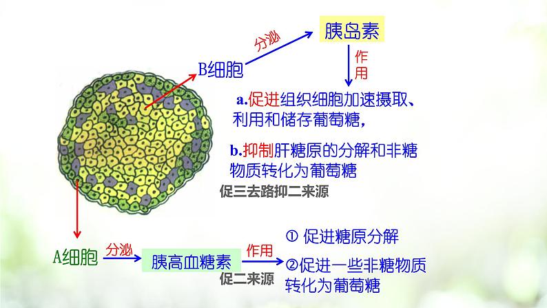 3.2 激素调节的过程课件PPT07