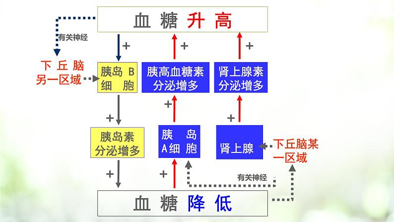 3.2 激素调节的过程课件PPT08