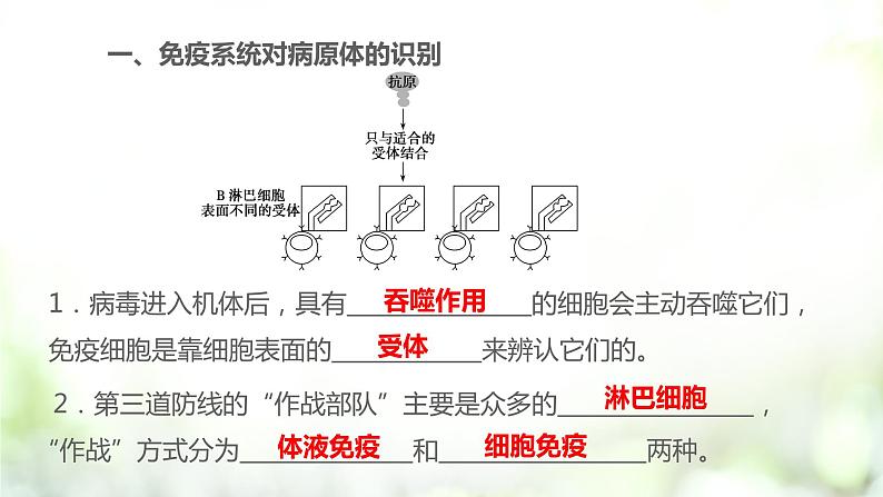 4.2 特异性免疫课件PPT第5页