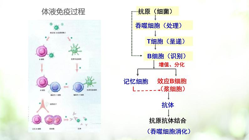 4.2 特异性免疫课件PPT第7页