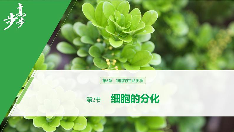 2020年高中生物新教材同步必修第一册 第6章 第2节　细胞的分化课件PPT第1页