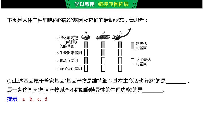 2020年高中生物新教材同步必修第一册 第6章 第2节　细胞的分化课件PPT第8页