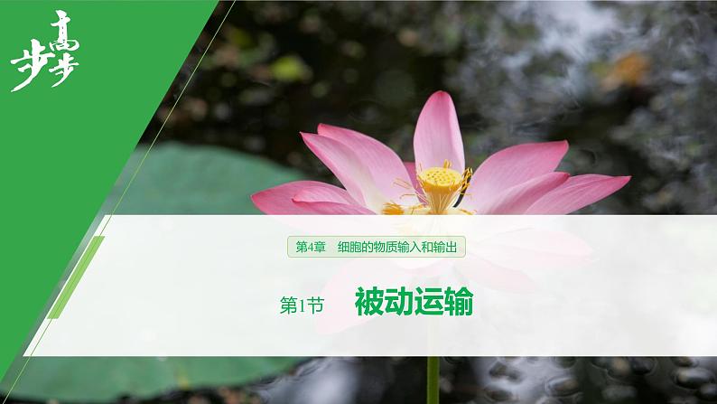 2020年高中生物新教材同步必修第一册 第4章 第1节　被动运输课件PPT01