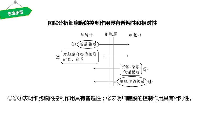 2020年高中生物新教材同步必修第一册 第3章 第1节　细胞膜的结构和功能课件PPT第6页