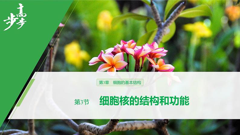 细胞核的结构和功能PPT课件免费下载01