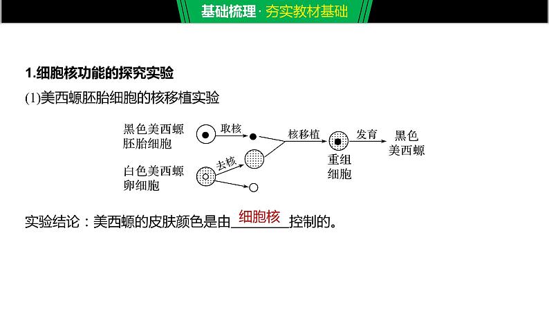 细胞核的结构和功能PPT课件免费下载05