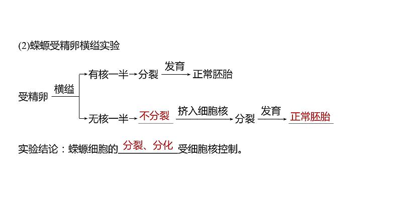 细胞核的结构和功能PPT课件免费下载06