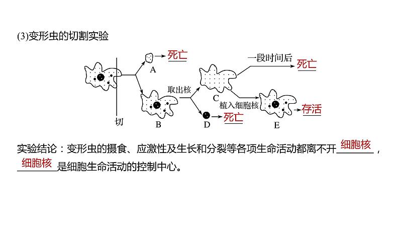 细胞核的结构和功能PPT课件免费下载08