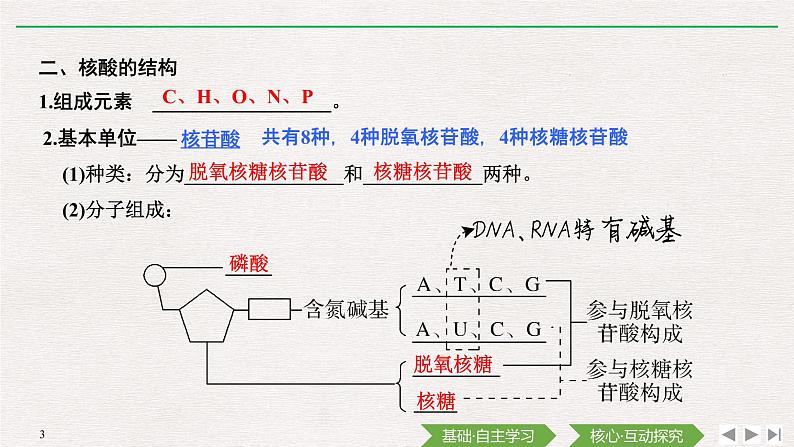 第5节　核酸是遗传信息的携带者课件PPT03